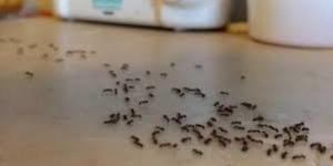 النمل في الصيف.. خلطة سحرية تقضي على المشكلة نهائيا - الكويت الاخباري
