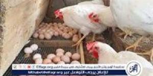 بورصة الدواجن.. تعرف على اسعار الدواجن اليوم السبت الموافق 10-5-2025 فى سوهاج - الكويت الاخباري