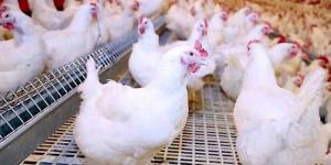 أسعار الدواجن والبيض في الأسواق اليوم الأحد - الكويت الاخباري