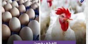 بورصة الدواجن.. أسعار الفراخ البيضاء اليوم - الكويت الاخباري