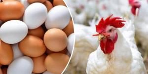 أسعار الدواجن والبيض اليوم الأربعاء 14 مايو - الكويت الاخباري