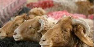 "بكل شعرة منها حسنة"..فضل الأضحية والحكمة من تشريعها #دين وحياة #دار الإفتاء - الكويت الاخباري