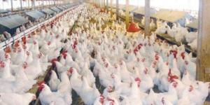 بورصة الدواجن اليوم.. أسعار الفراخ والبيض الجمعة 16 مايو 2025 - الكويت الاخباري