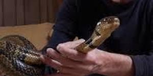 رجل يحقن نفسه بسم الثعابين 650 مرّة .. هذا ما حصل معه - الكويت الاخباري