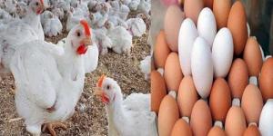 أسعار الدواجن والبيض في الأسواق اليوم السبت - الكويت الاخباري