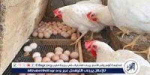 "الزراعة": نشهد زيادة في إنتاج الدواجن والبيض غير مسبوقة - الكويت الاخباري