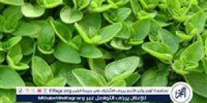 فوائد البردقوش لصحة الطفل وتقوية المناعة والجهاز الهضمي - الكويت الاخباري
