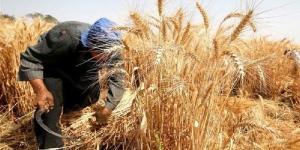 بنسبة 98%.. الزراعة: الانتهاء من حصاد 3.1 مليون فدان قمح - الكويت الاخباري