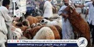 أحدث عروض وأسعار الأضاحي..كيف تختار الأضحية المناسبة؟ - الكويت الاخباري