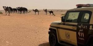 ضبط مواطن خالف نظام البيئة بالرعي في محمية - الكويت الاخباري