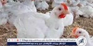 بورصة الدواجن.. أسعار الفراخ البيضاء اليوم الاثنين 26-5-2025 في قنا - الكويت الاخباري