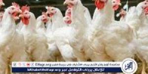 بورصة الدواجن.. أسعار الفراخ البيضاء اليوم الخميس 29-5-2025 في قنا - الكويت الاخباري
