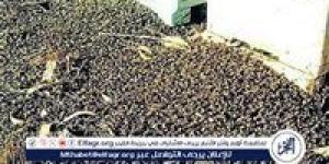 تحذيرات في واشنطن بعد فرار 250 مليون نحلة من شاحنة مقلوبة.. تفاصيل الحادث وجهود الإنقاذ - الكويت الاخباري