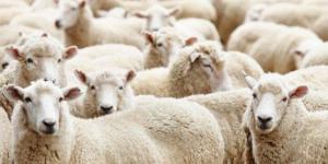 التموين: غرف عمليات لمتابعة الأسواق و9 شوادر لبيع الخراف الحية بـ225 جنيهًا للكيلو - الكويت الاخباري