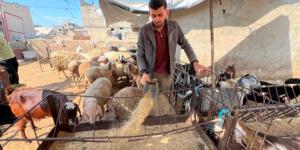 ارتفاع الأسعار وشحّ المواشي يحولان الأضاحي إلى مشهد رمزي في غزة - الكويت الاخباري