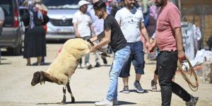 تكحيل الأضحية والغناء وصبغ الفروة.. عادات تراثية تسبق الأضحية - الكويت الاخباري