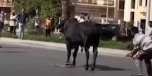 رئيس شعبة القصابين ”للنهار”: الجزار الدخيل هو السبب الرئيسي في هروب الأضاحي.. والزبون شريك في الخطأ - الكويت الاخباري