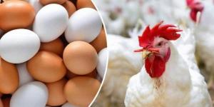 أسعار الدواجن والبيض اليوم السبت 7 يونيو ثاني أيام العيد - الكويت الاخباري