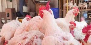 أسعار الدواجن والبيض في الأسواق اليوم الأحد - الكويت الاخباري