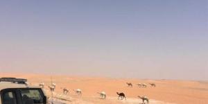 ضبط مواطن خالف نظام البيئة بالرعي في محمية - الكويت الاخباري