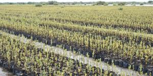 المركز الوطني لتنمية الغطاء النباتي ومكافحة التصحر يؤكد تأهيل الأراضي وتطوير منظومة الحماية البيئية من الأخطار الطبيعية - الكويت الاخباري