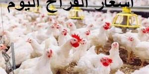 أسعار الدواجن والبيض في مصر اليوم الأحد - الكويت الاخباري