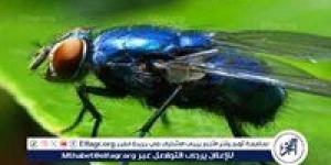 نكبة بيئية في حيفا المحتلة بسبب ذباب «دروسوفيلا» - الكويت الاخباري