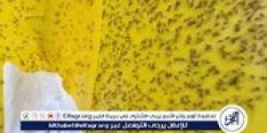 إعلام عبري: ذباب مصري يغزو حيفا ويثير الذعر في الأحياء الراقية (تفاصيل) - الكويت الاخباري