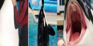 عمرو الليثي الذكاء الاصطناعى قادر على إنتاج أخبار وهمية - الكويت الاخباري
