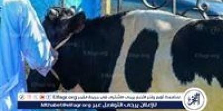قبل عيد الأضحى.. تعرف على شروط الأضحية وأسعارها في الأسواق المصرية - الكويت الاخباري