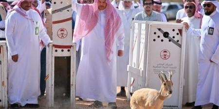 إطلاق 22 كائنًا فطريًا مهددًا بالانقراض في المدينة المنورة - الكويت الاخباري