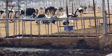 إنقاذ 2000 رأس ماشية من حريق بإحدى المزارع بمركز ومدينة أبوصوير - الكويت الاخباري