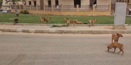 بشرة خير من جهاز الشروق بشأن ملف تحصين وتعقيم الكلاب الضالة.. بالصور - الكويت الاخباري