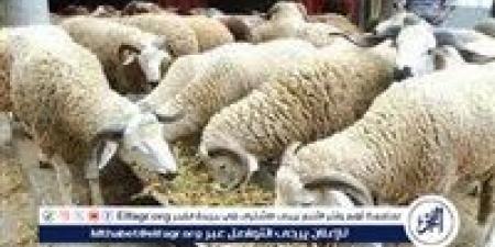 وزارة الأوقاف تعلن: صك الأضحية 2025 بـ7000 جنيه للمستورد و9500 جنيه للبلدي - الكويت الاخباري
