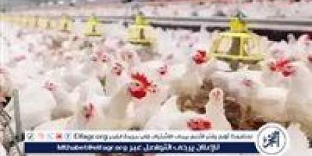 بورصة الدواجن.. أسعار الفراخ البيضاء اليوم الاثنين 5-5-2025 في قنا - الكويت الاخباري