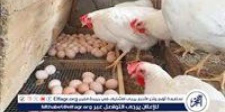 بورصة الدواجن.. تعرف على اسعار الدواجن اليوم السبت الموافق 10-5-2025 فى سوهاج - الكويت الاخباري
