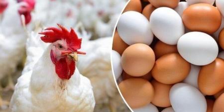 البلدي بـ 120 جنيهًا.. أسعار البيض والدواجن اليوم الثلاثاء 13 مايو 2025 - الكويت الاخباري