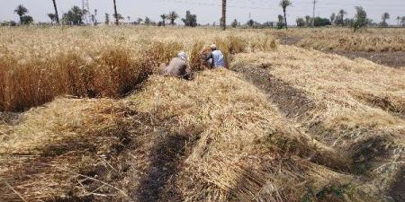 دون إصابات.. السيطرة على حريق مزرعة قمح في المنيا - الكويت الاخباري