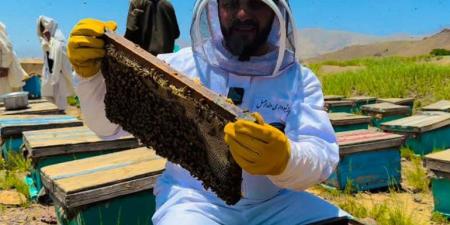 الذهب الحلو.. صناعة العسل في أفغانستان تزدهر رغم التحديات - الكويت الاخباري