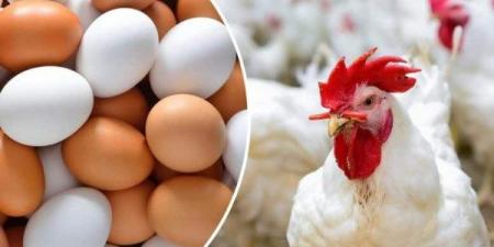 أسعار الدواجن والبيض اليوم الأربعاء 14 مايو - الكويت الاخباري