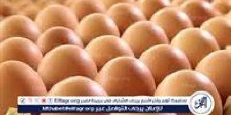 بورصة الدواجن.. أسعار الفراخ البيضاء اليوم الأربعاء 14-5-2025 في قنا - الكويت الاخباري