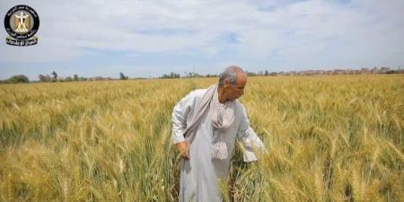 الحكومة: جهود متواصلة لتأمين المخزون الاستراتيجي للقمح وتيسير إجراءات توريده «فيديو» - الكويت الاخباري