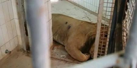 بالصور | حين ماتت الرحمة: دبّ يحتضر وأسود مقتولة.. مجزرة داخل حديقة طرابلس - الكويت الاخباري