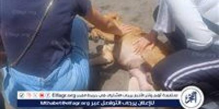 الطب البيطري بالإسماعيلية يتابع حملاته المكثفة لتحصين الكلاب الضالة - الكويت الاخباري