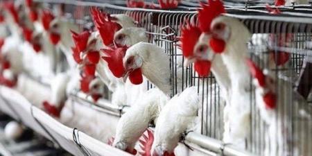 أسعار الدواجن في الأسواق اليوم السبت 17-5-2025 - الكويت الاخباري