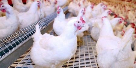 الزراعة تنفى نقوق 30% من الدواجن.. وتؤكد: الاستثمارات تخطت 100 مليار جنيه - الكويت الاخباري