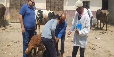 تحصين 23 ألف رأس ماشية ضد مرضي الحمى القلاعية والوادي المتصدع بالبحيرة - الكويت الاخباري