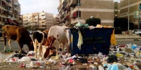 للحد من انتشارها.. غرامة مالية ومصادرة المواشي المنتشرة في شوارع أحياء بورسعيد - الكويت الاخباري