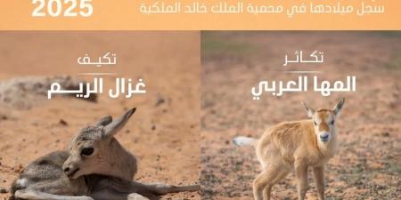تسجيل ولادة 74 حيوانًا بريًا في محمية الملك خالد الملكية - الكويت الاخباري