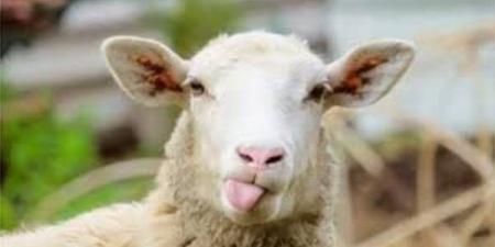 في عيد الأضحى .. هذه العيوب تمنع قبول الأضحية - الكويت الاخباري